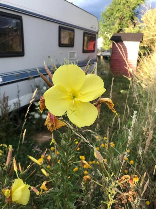 Tiny House Anneliese Hunde Okay Villa Oberbettingen ภายนอก รูปภาพ
